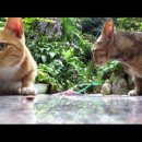 야옹아 부탁해 이미지