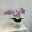 유림-1149 | W03. 양가부모님께 첫인사&amp;선물_호접란