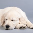 손 동물병원 이미지