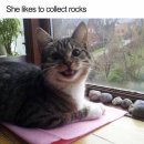 LOVELY CAT 이미지