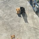 하저해수욕장 이미지