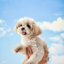 발자국 | [동탄 강아지 프로필/발자국 스튜디오]견생 프로필 촬영 후기🐶🩵👣