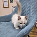 펫하임 강아지 고양이 이미지