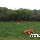 유일1목장 이미지