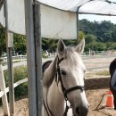 엘리트 승마스쿨 이미지