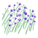 보라정원 이미지