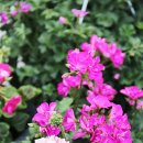 영천장날 이미지