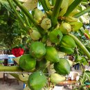 천인농장 이미지