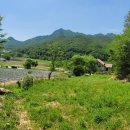 산지송이