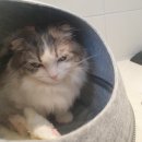 고양이 미용&호텔 뽀냥 이미지