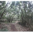 제주 올레길 14-1코스 이미지