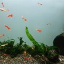 시계박사 엔젤수족관 이미지