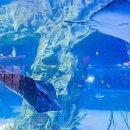 아쿠아리움 이미지