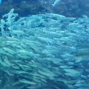 아쿠아수족관 이미지