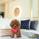 포포퍼피 이미지