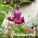 프린세스레드- Princess Red 이미지