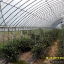 거문농장 이미지