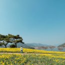 구례 가볼만한곳 지리산치즈랜드 수선화 산수유마을과 벚꽃길 걸으며 구례여행!