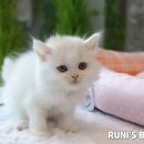 부산강아지분양 고양이분양 베스트펫 본점 이미지