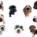 도그야미 이미지