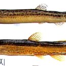 시골남원추어탕 이미지
