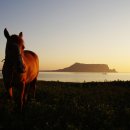 제주대학교 말전문동물병원 이미지
