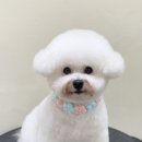 아미고 펫살롱 이미지