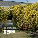 안강당구클럽 | 경주 안강 카페 봄갤러리 목향장미 정원 주차장