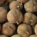 두리안 이미지