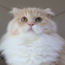 구미 고양이카페 분양 제이캣 이미지