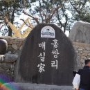 섬진각 | 광양 매화축제 봄꽃축제 다녀온 후기