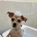 땡글하개 이미지