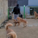 개두방정 이미지