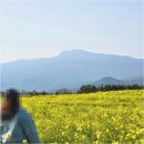 신흥2리(동백마을)농촌체험휴양마을 | 제주 여행 : 동백꽃과 유채꽃이 만발했어요 봄 향기 나는 3월의 제주