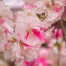 복사꽃피는마을 이미지