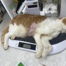 장승준동물치과병원 이미지