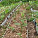 김한수농장 이미지