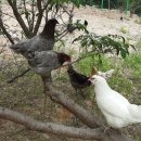 세동산골농원 네이버블로그