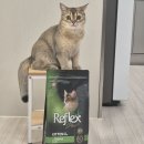리플렉스 A | 행복을 위한 고양이 사료 레시피, 펫클럽 리플렉스 키튼 치킨 💚 (기호성/성분)