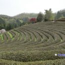 보성녹차밭 대한다원 입장료, 관람 시간, 그리고 후기