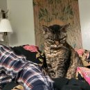 나만고양이없어 이미지