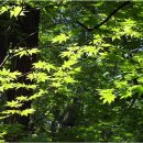 푸른초목장 이미지