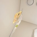 신선1차 진행사항(채취-수정-동결배아)