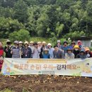 삼척시노인복지관 농촌 일손돕기「따뜻한손길! 우리~감자해요~ 」 진행 이미지