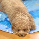 블루워시 | 강아지천연샴푸 추천, 톨스톨스 블루라군 스파워시 후기