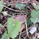 잎소아청소년과의원 이미지