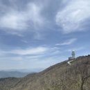 참꽃 이미지