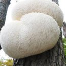 노루와사슴유치원 이미지