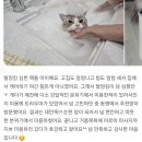위례고양이미용 미용트라우마 랙돌 엉킨털 깔끔하게 미용 후기