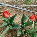 태리농장 이미지